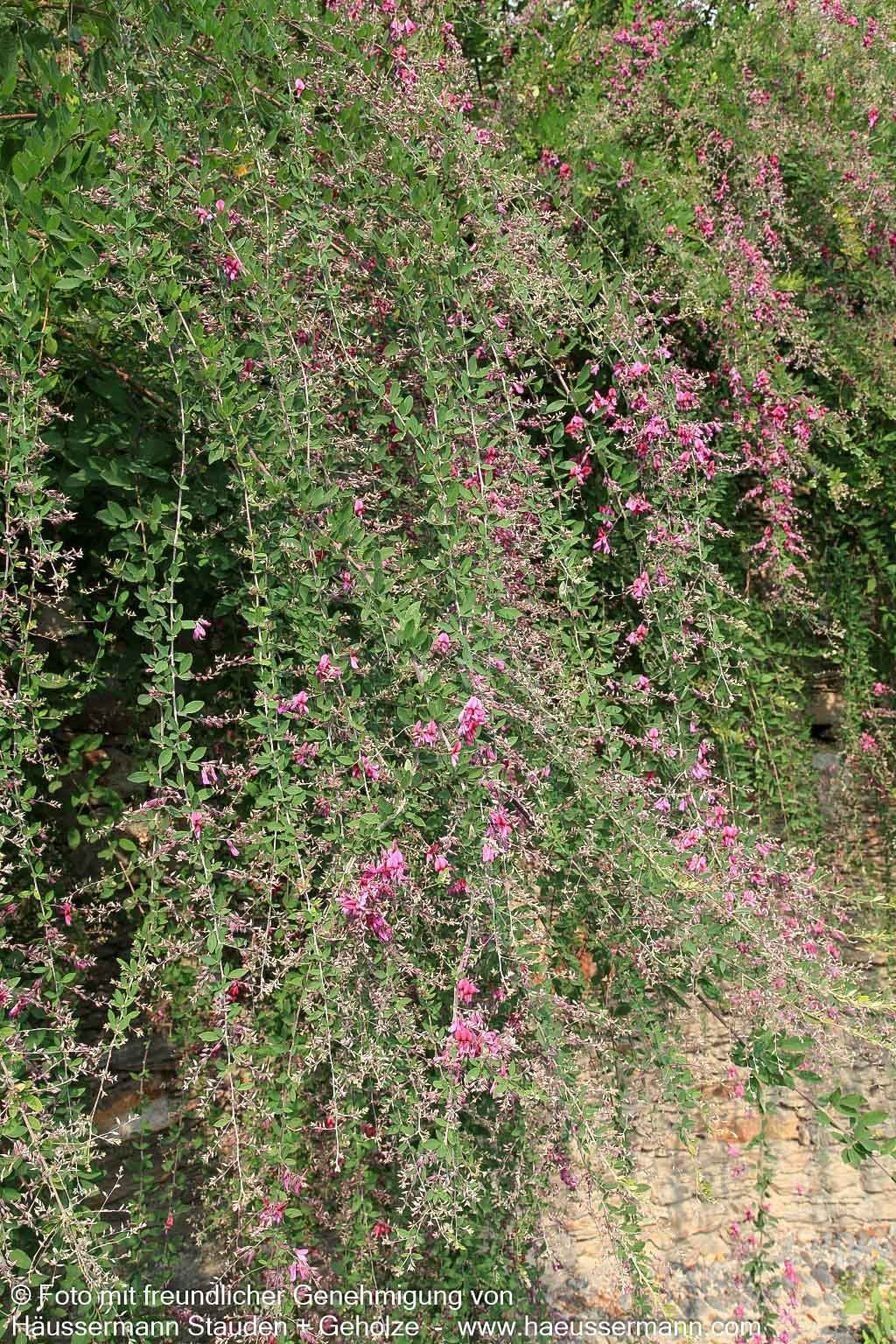 Thunbergs Buschklee (Lespedeza thunbergii)