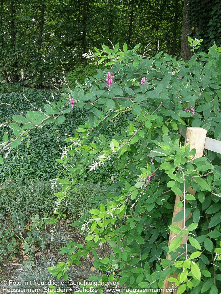 Thunbergs Buschklee (Lespedeza thunbergii)