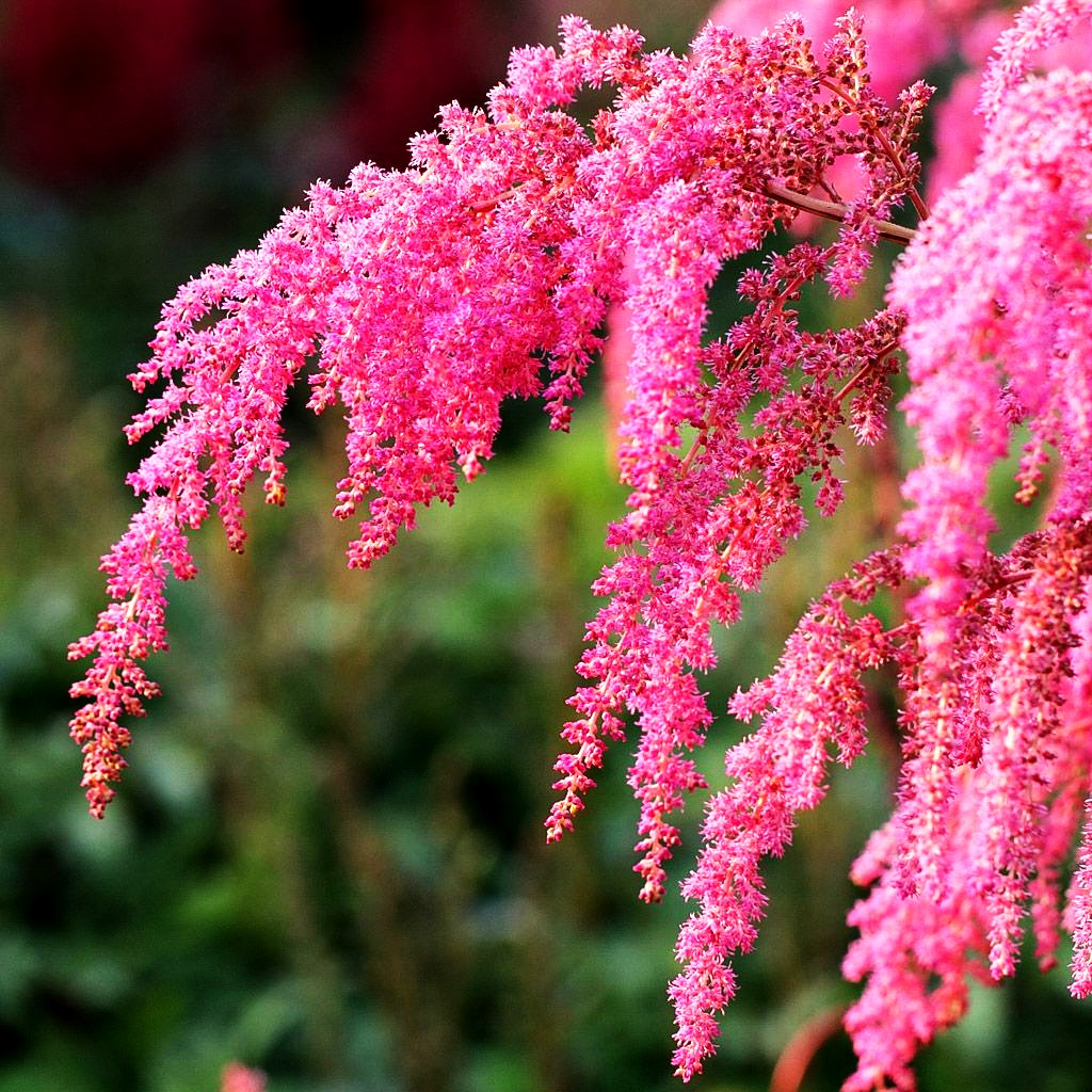 Thunbergs Hohe Prachtspiere 'Straußenfeder' (Astilbe thunbergii)