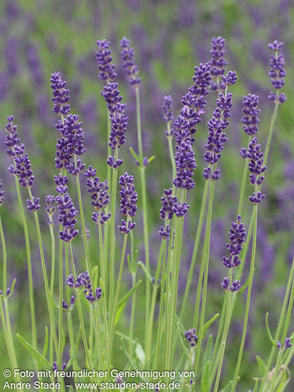 Tiefviolettblühender Lavendel 'Hidcote Blue' (Lavandula angustifolia)