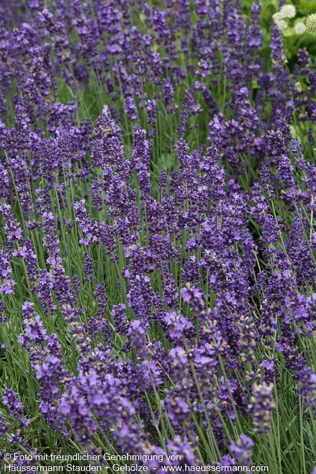 Tiefviolettblühender Lavendel 'Hidcote Blue' (Lavandula angustifolia)