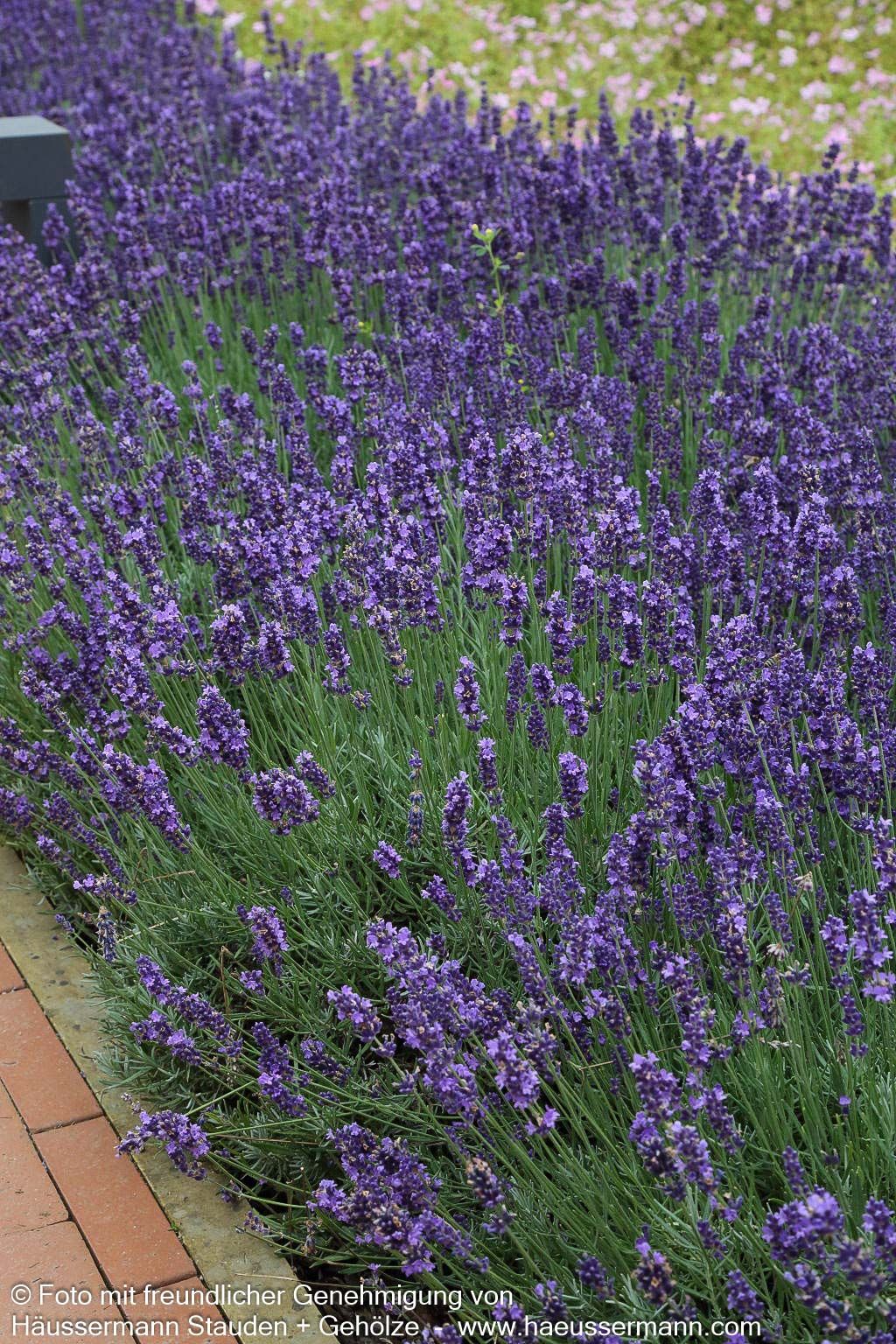 Tiefviolettblühender Lavendel 'Hidcote Blue' (Lavandula angustifolia)