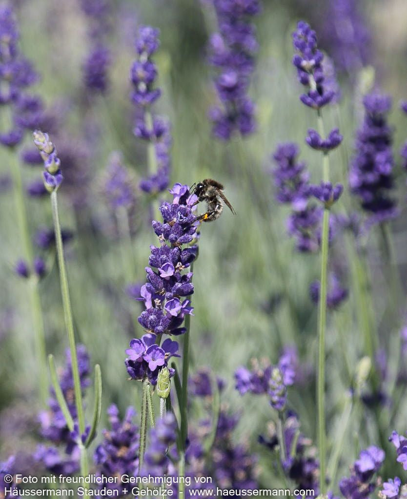Tiefviolettblühender Lavendel 'Hidcote Blue' (Lavandula angustifolia)