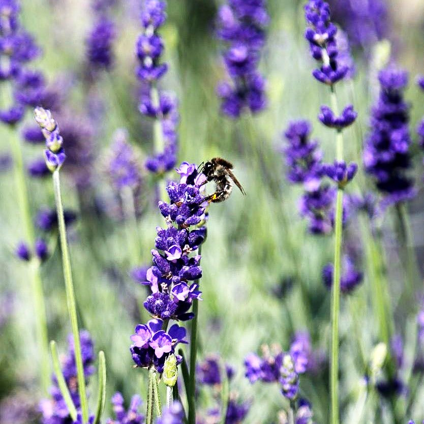 Tiefviolettblühender Lavendel 'Hidcote Blue' (Lavandula angustifolia)