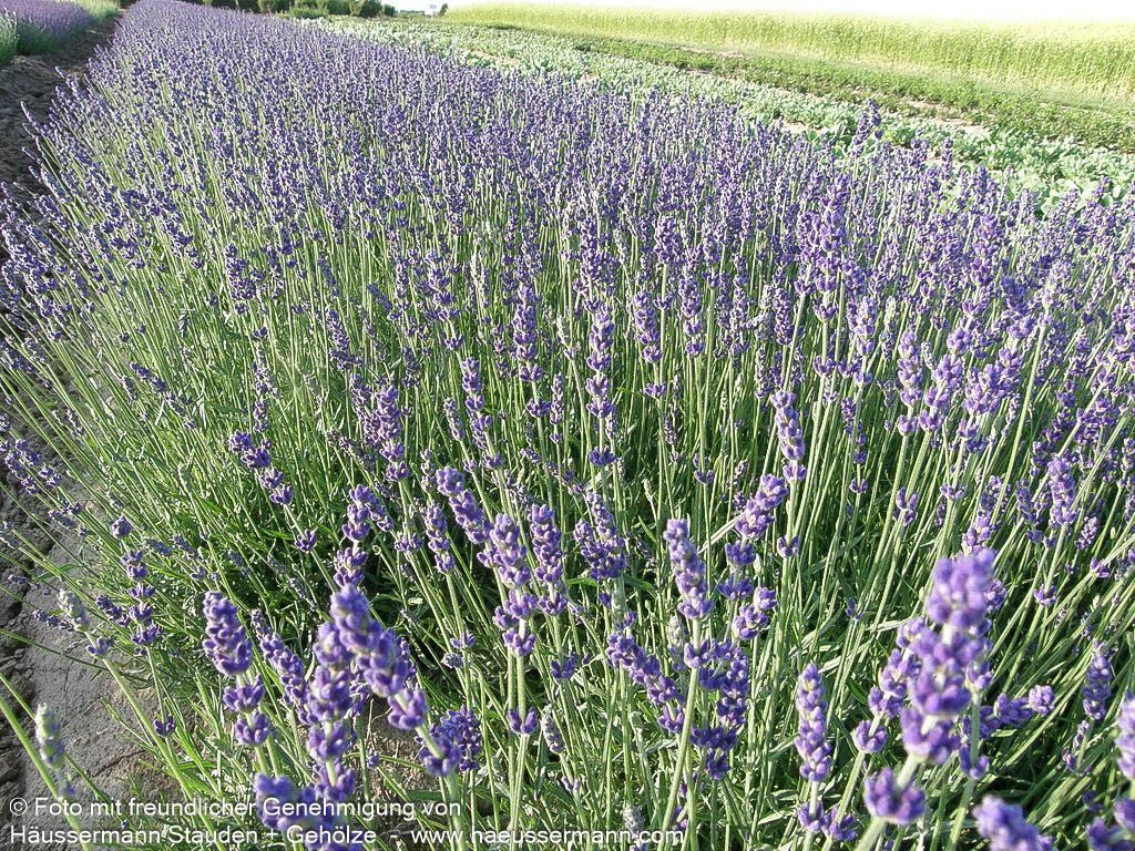Tiefviolettblühender Lavendel 'Hidcote Blue' (Lavandula angustifolia)