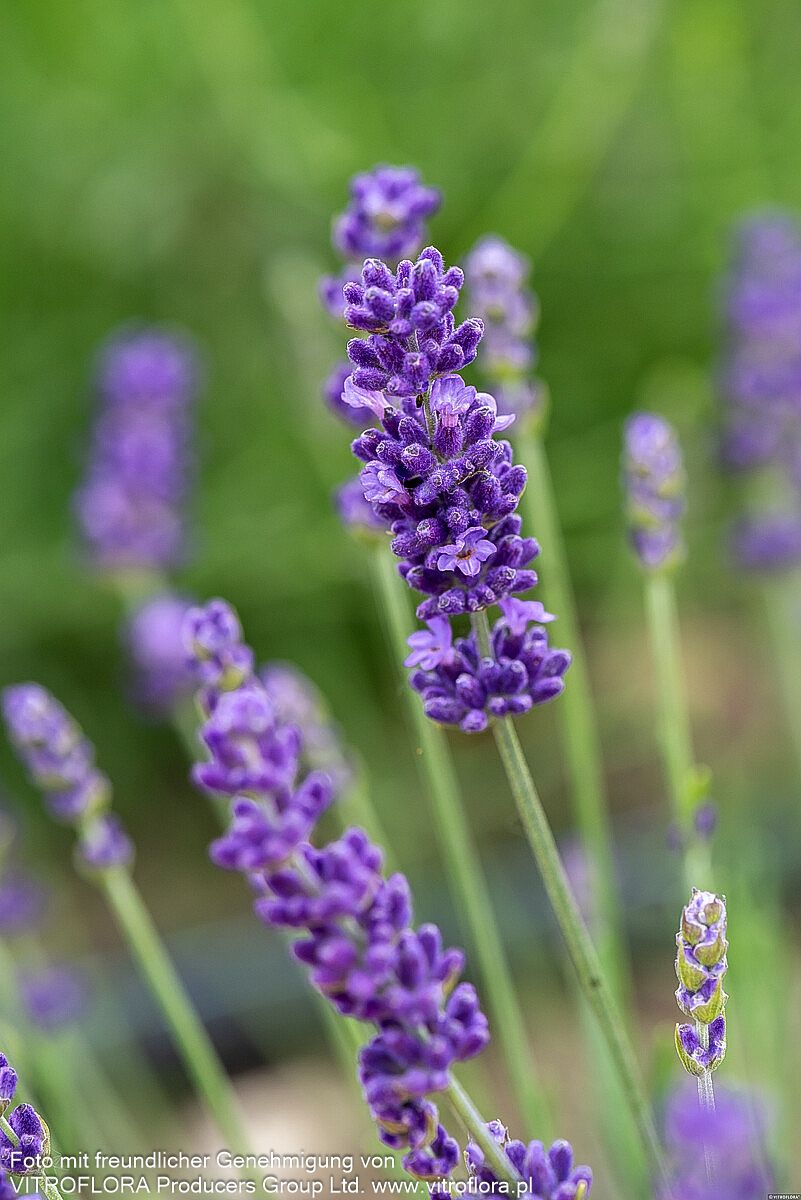 Tiefviolettblühender Lavendel 'Hidcote Blue' (Lavandula angustifolia)