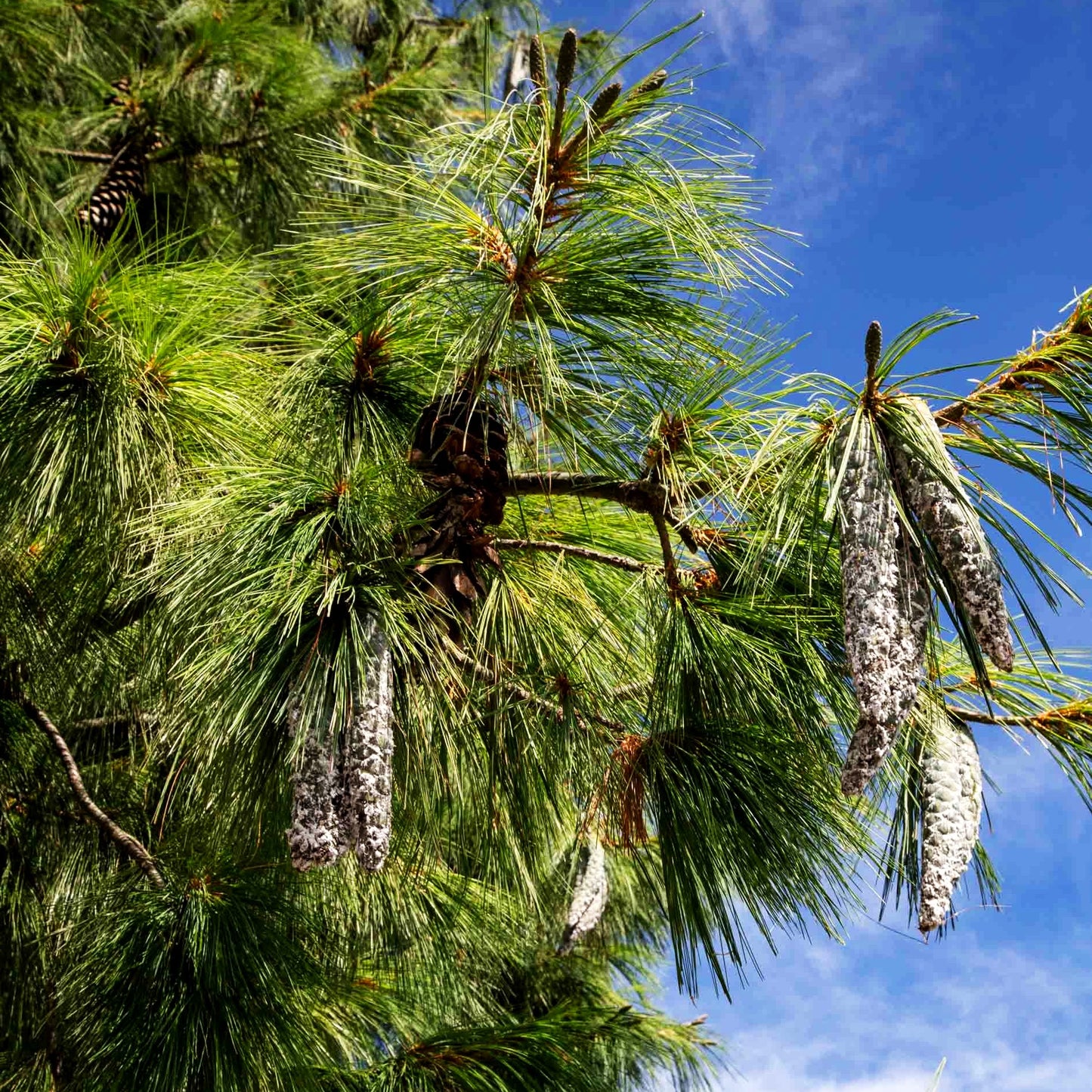 Tränen-Kiefer (Pinus wallichiana)