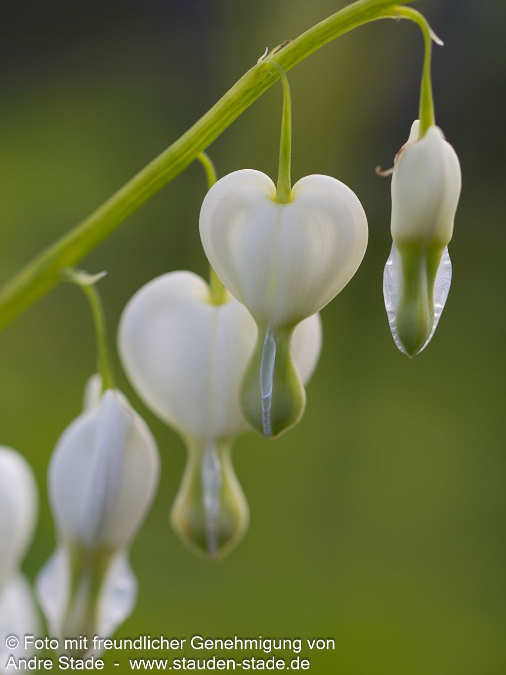 Tränendes Herz 'Alba' (Dicentra spectabilis)