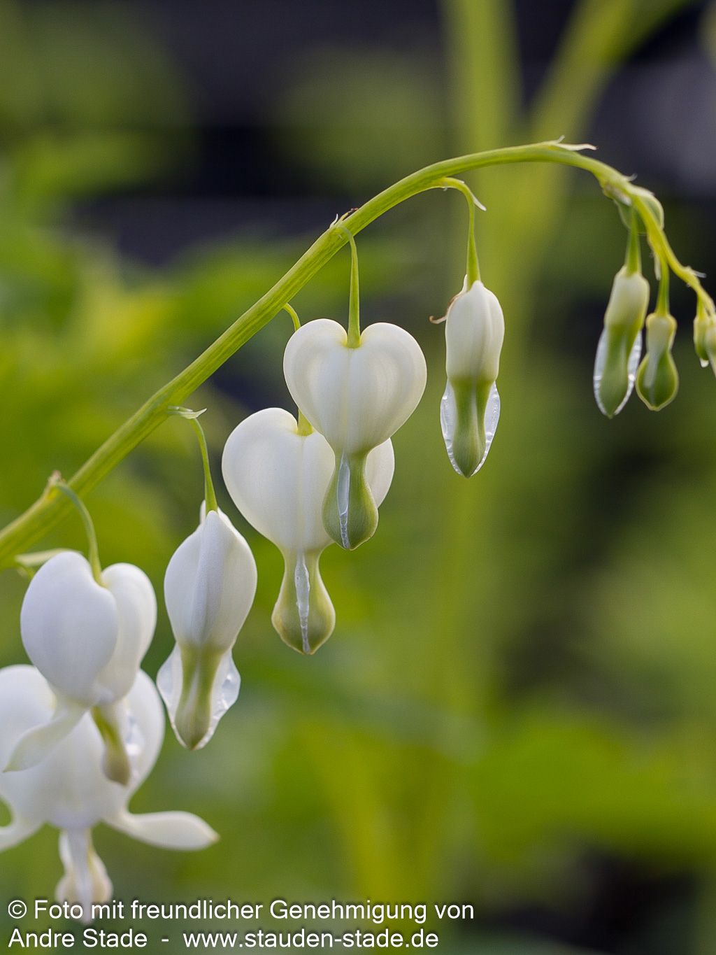 Tränendes Herz 'Alba' (Dicentra spectabilis)