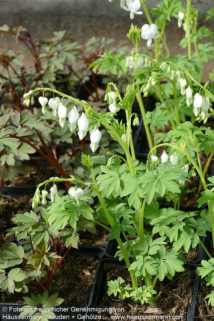 Tränendes Herz 'Alba' (Dicentra spectabilis)