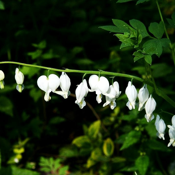 Tränendes Herz 'Alba' (Dicentra spectabilis)