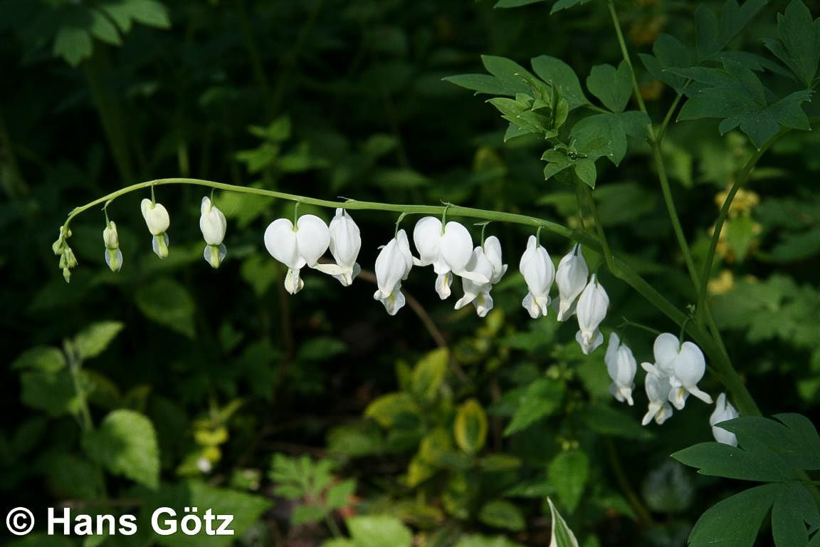 Tränendes Herz 'Alba' (Dicentra spectabilis)