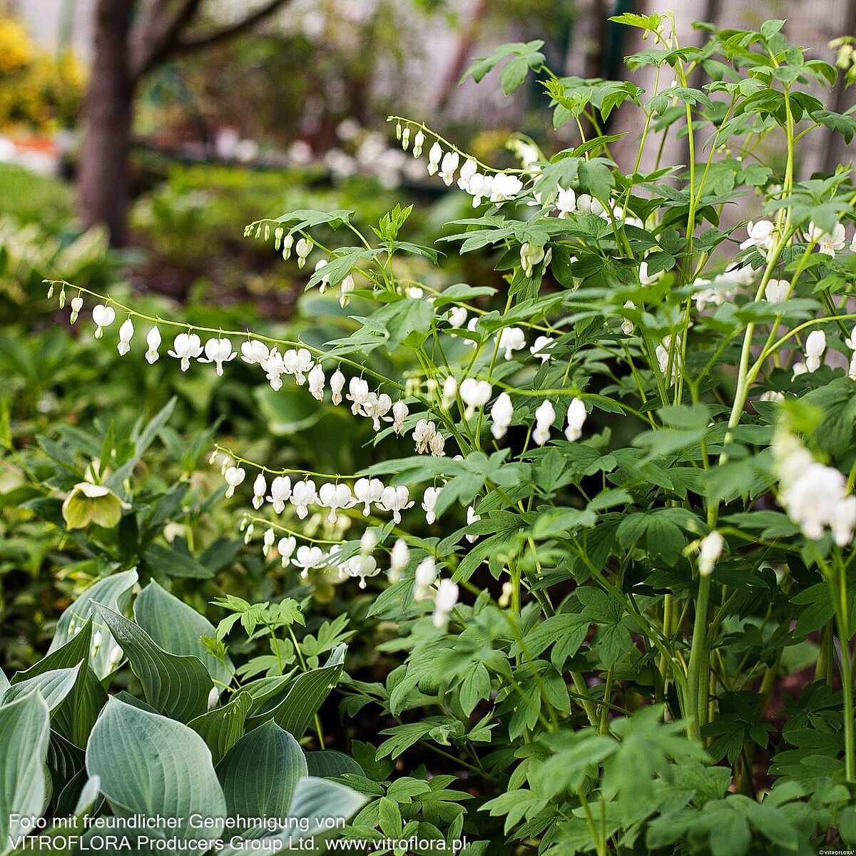 Tränendes Herz 'Alba' (Dicentra spectabilis)