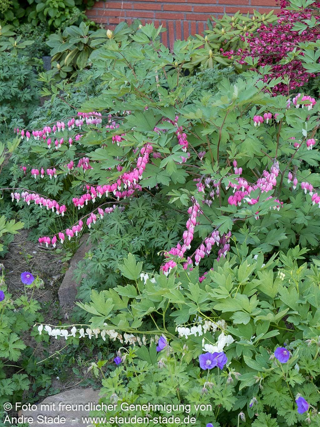 Tränendes Herz (Dicentra spectabilis)