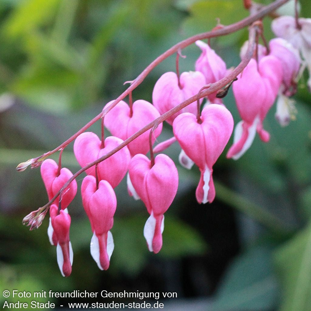 Tränendes Herz (Dicentra spectabilis)