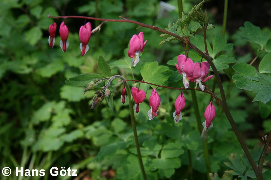 Tränendes Herz (Dicentra spectabilis)