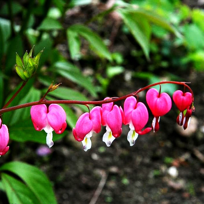 Tränendes Herz (Dicentra spectabilis)