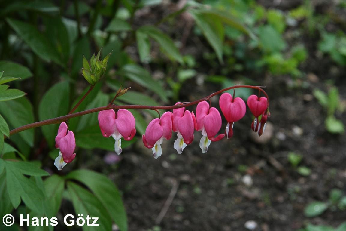 Tränendes Herz (Dicentra spectabilis)