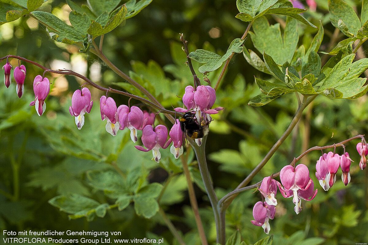 Tränendes Herz (Dicentra spectabilis)