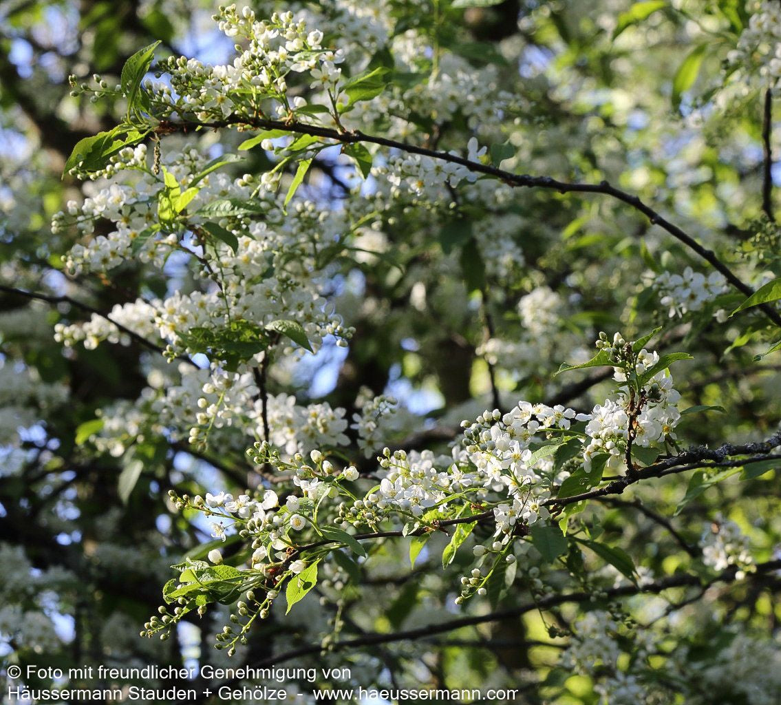 Trauben-Kirsche (Prunus padus)