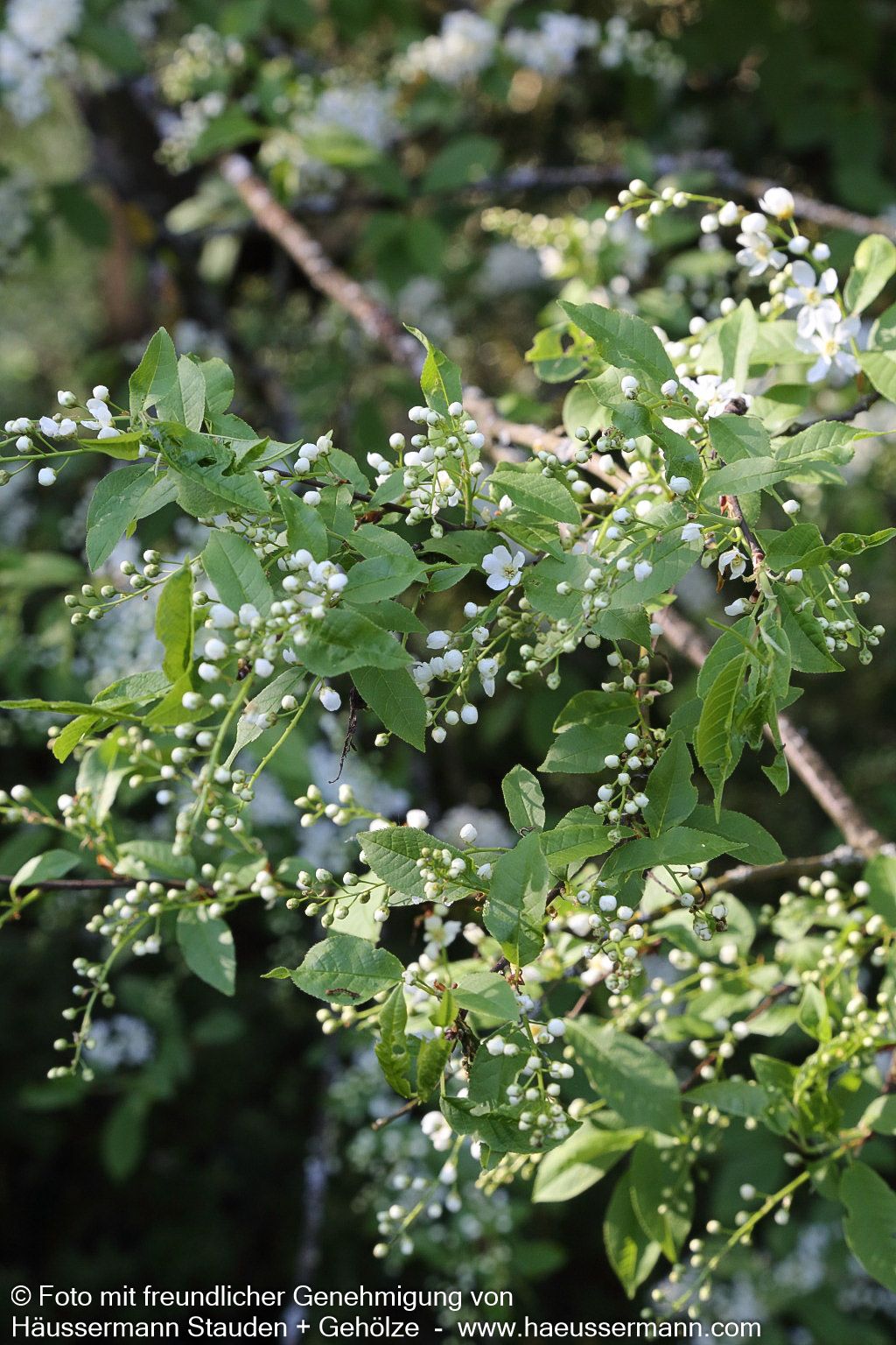 Trauben-Kirsche (Prunus padus)