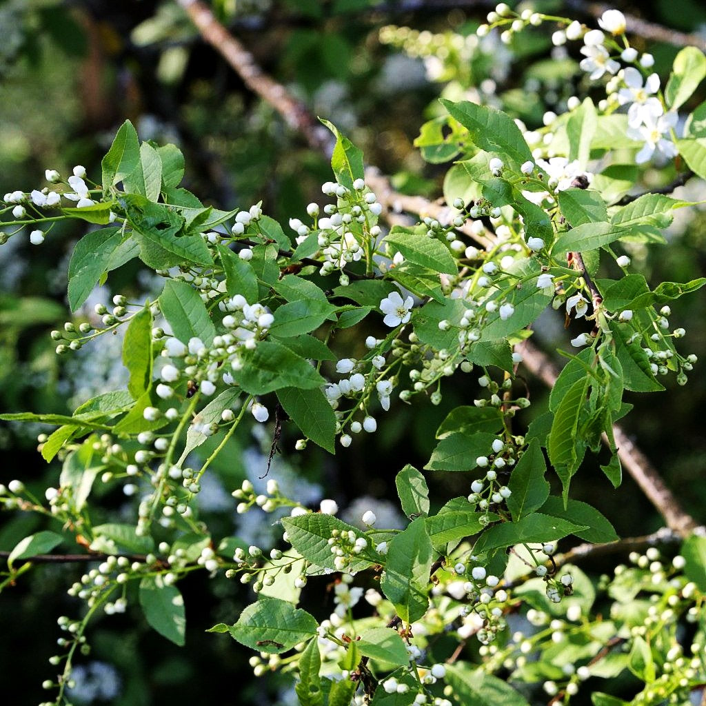 Trauben-Kirsche (Prunus padus)