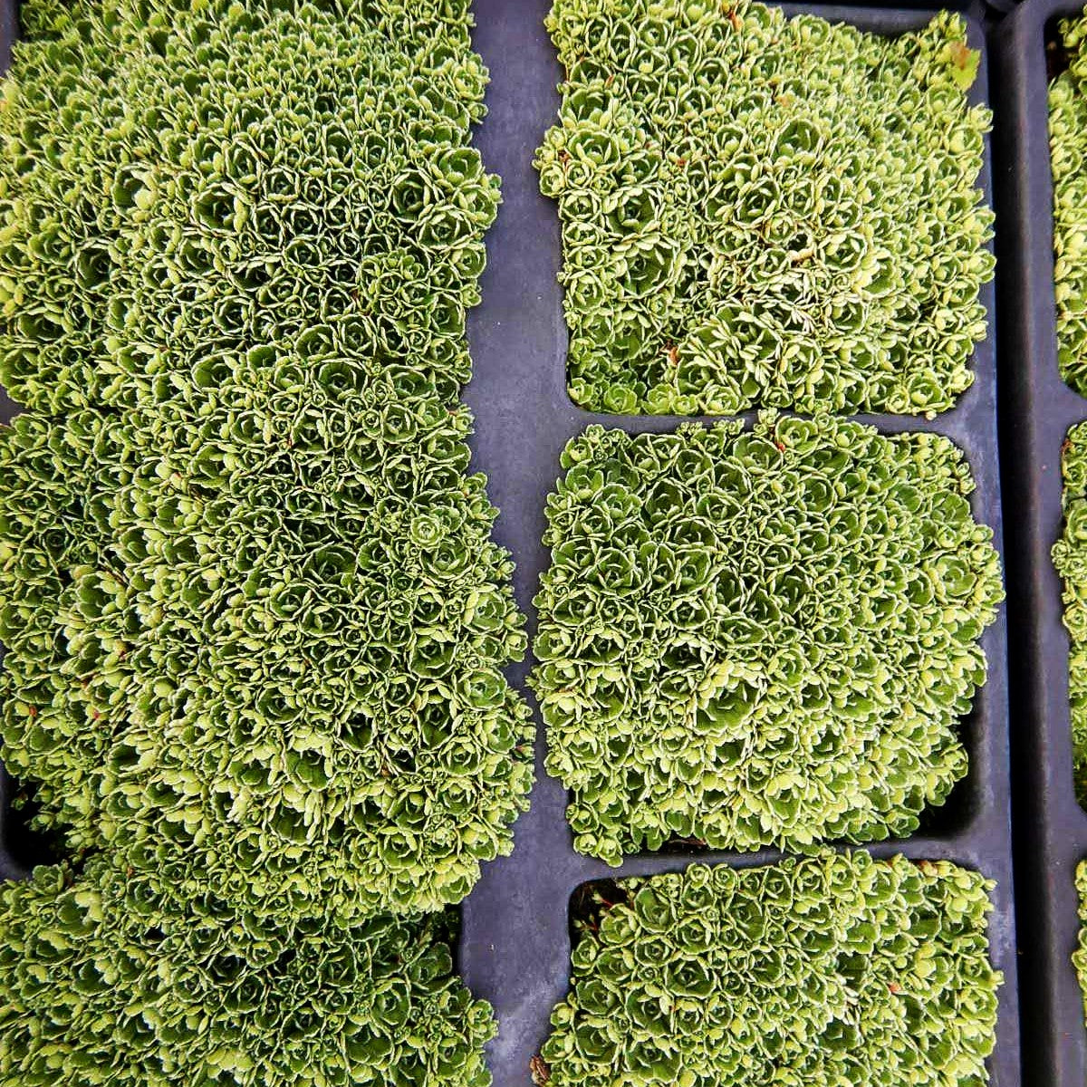 Trauben-Steinbrech (Saxifraga paniculata ssp.brevifolia)