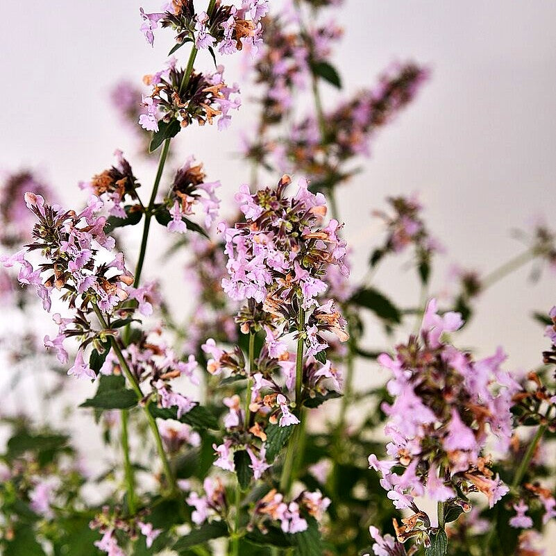 Traubige Katzenminze 'Amelia' (Nepeta racemosa)