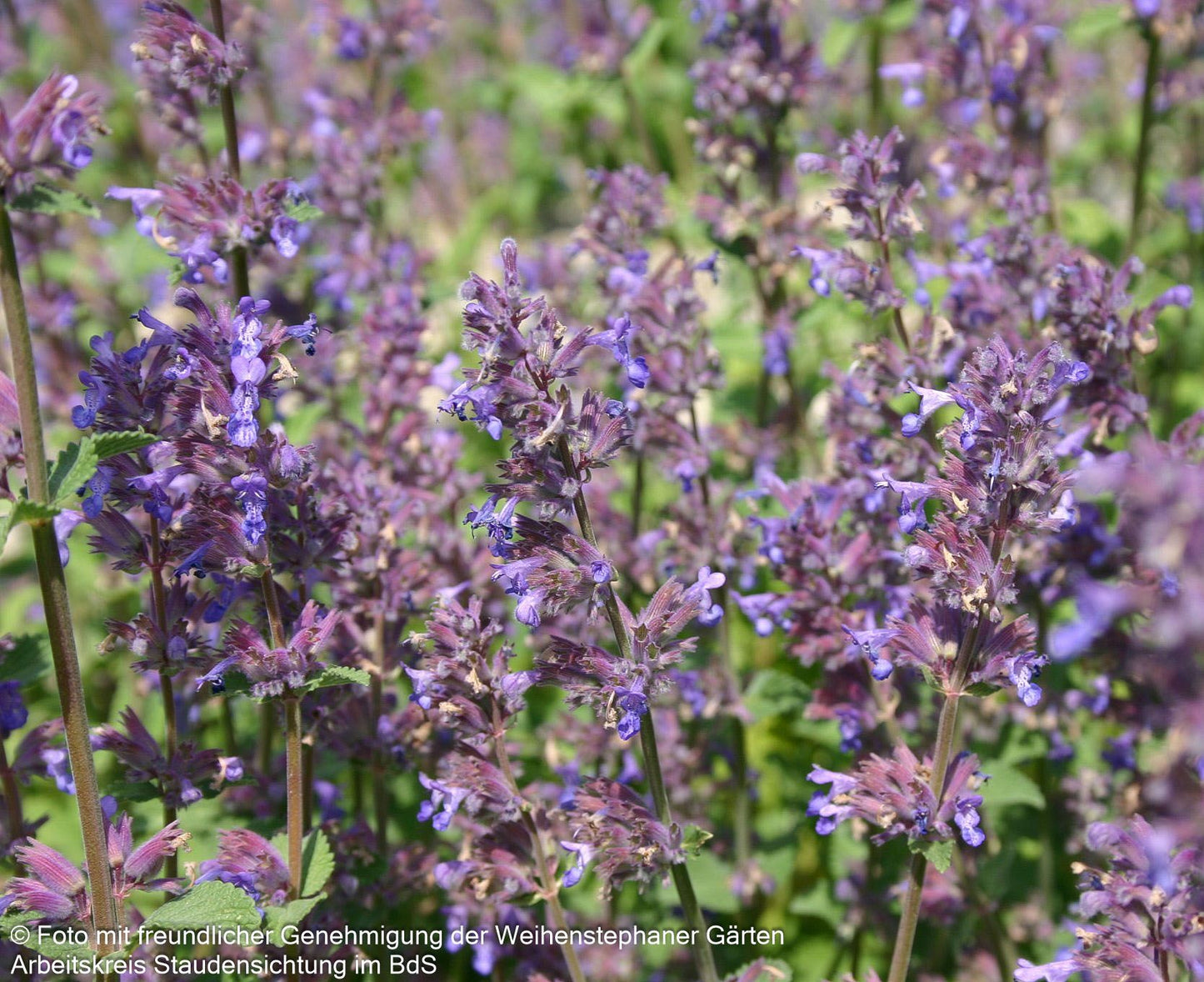 Traubige Katzenminze 'Grog' (Nepeta racemosa)