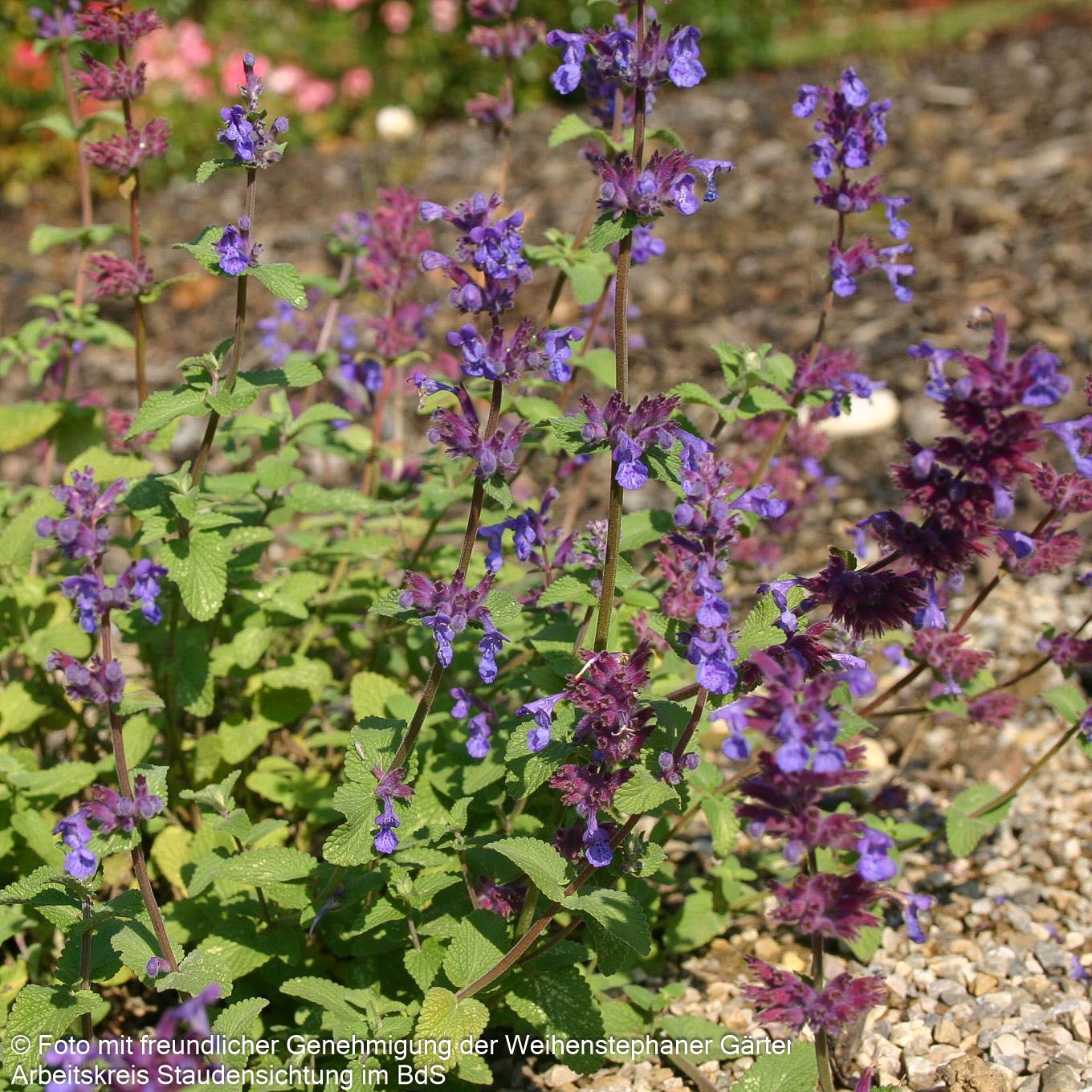 Traubige Katzenminze 'Grog' (Nepeta racemosa)