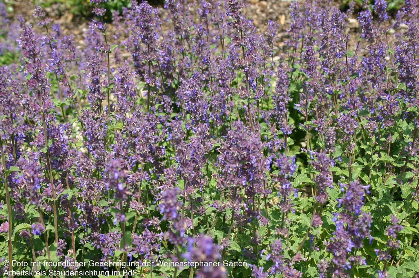 Traubige Katzenminze 'Grog' (Nepeta racemosa)