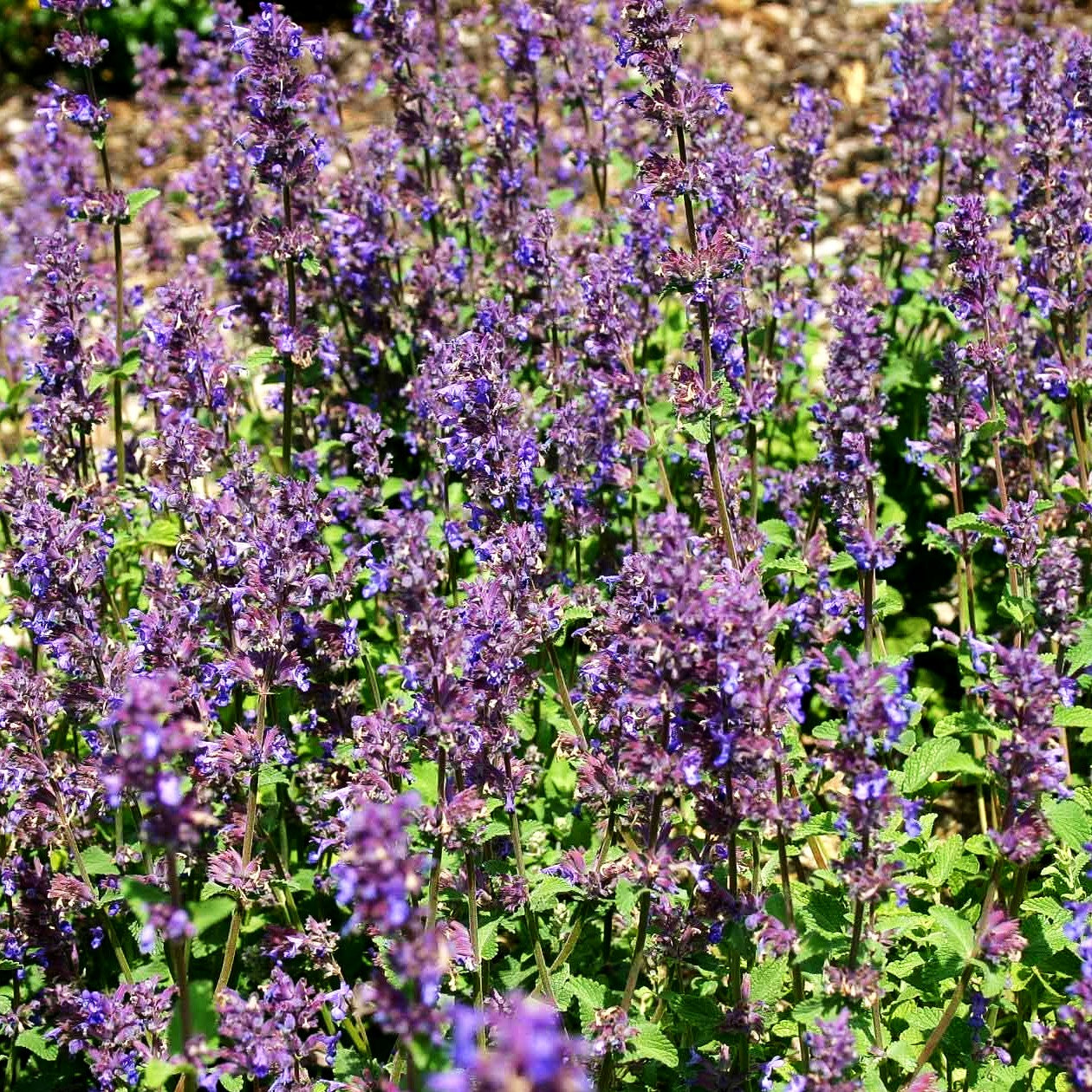 Traubige Katzenminze 'Grog' (Nepeta racemosa)