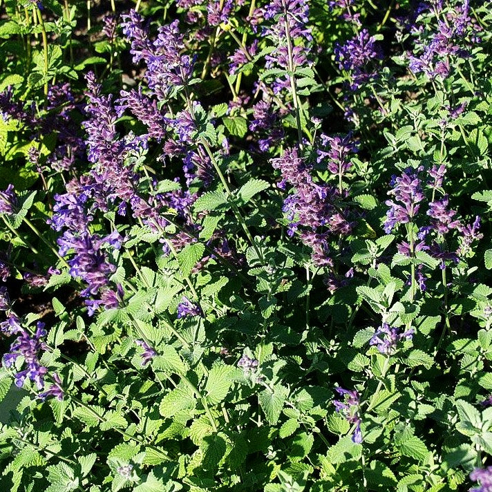 Traubige Katzenminze 'Superba' (Nepeta racemosa)