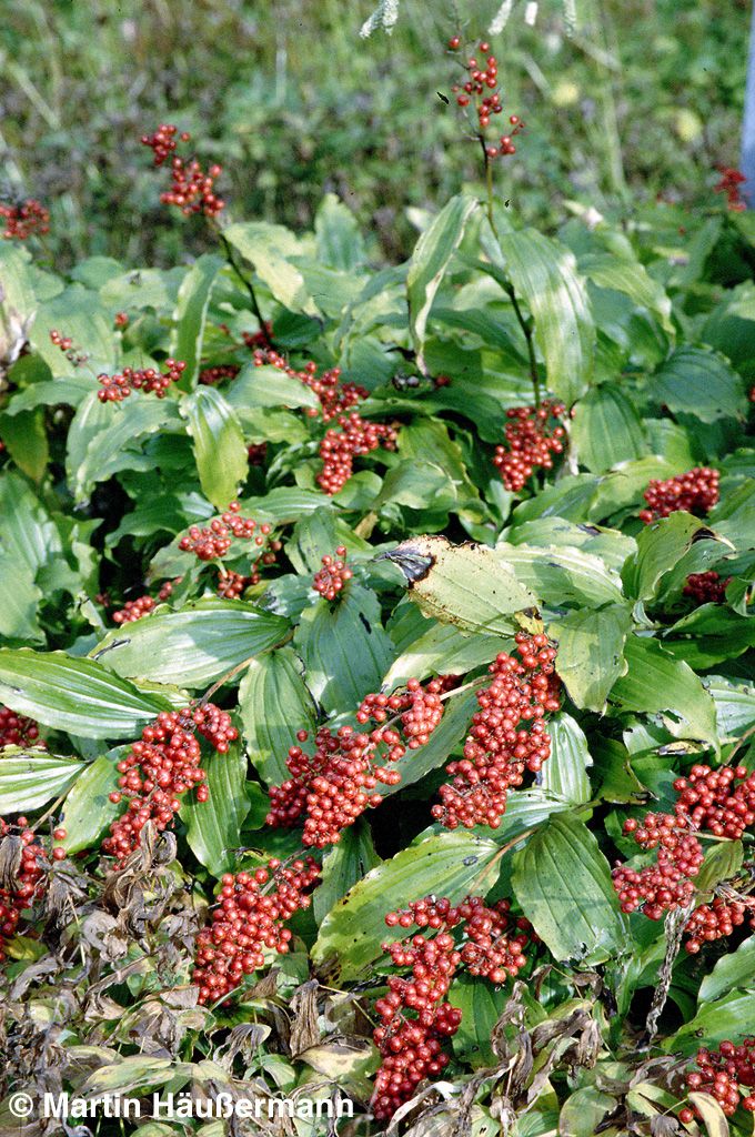 Traubiges Duftsiegel (Smilacina racemosa)