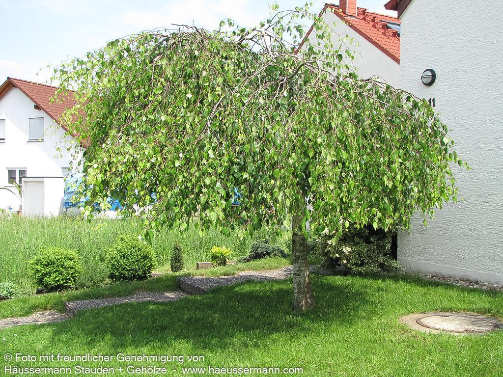 Trauer-Birke 'Youngii' (Betula pendula)