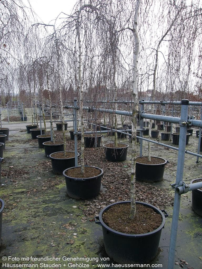 Trauer-Birke 'Youngii' (Betula pendula)