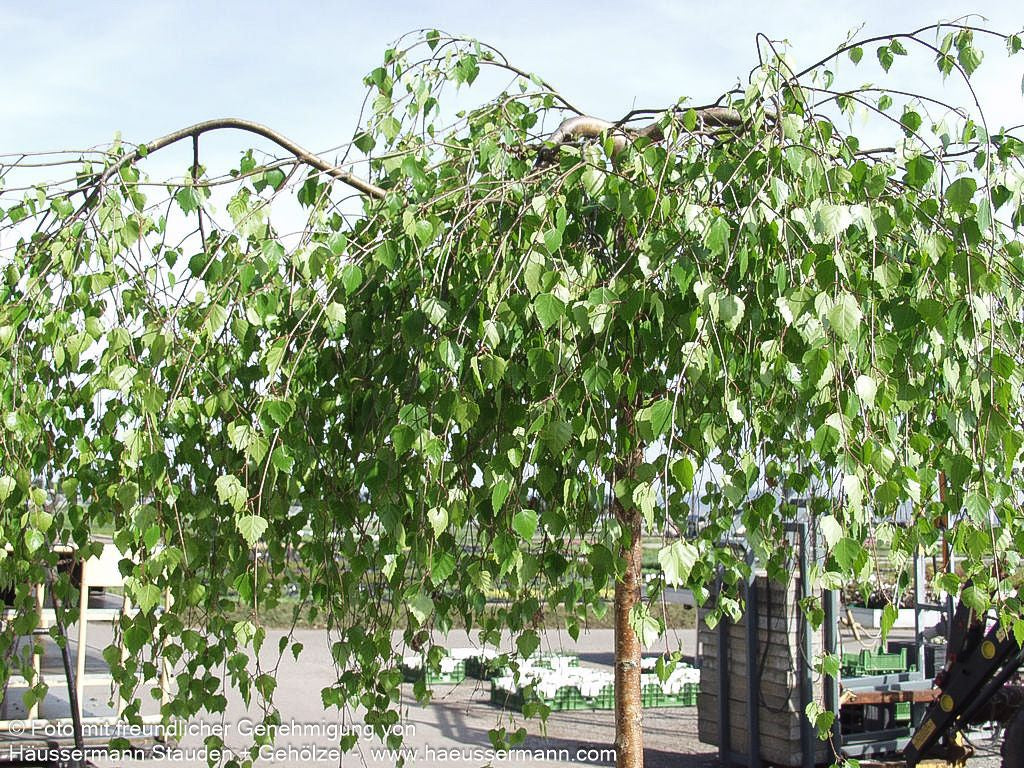 Trauer-Birke 'Youngii' (Betula pendula)