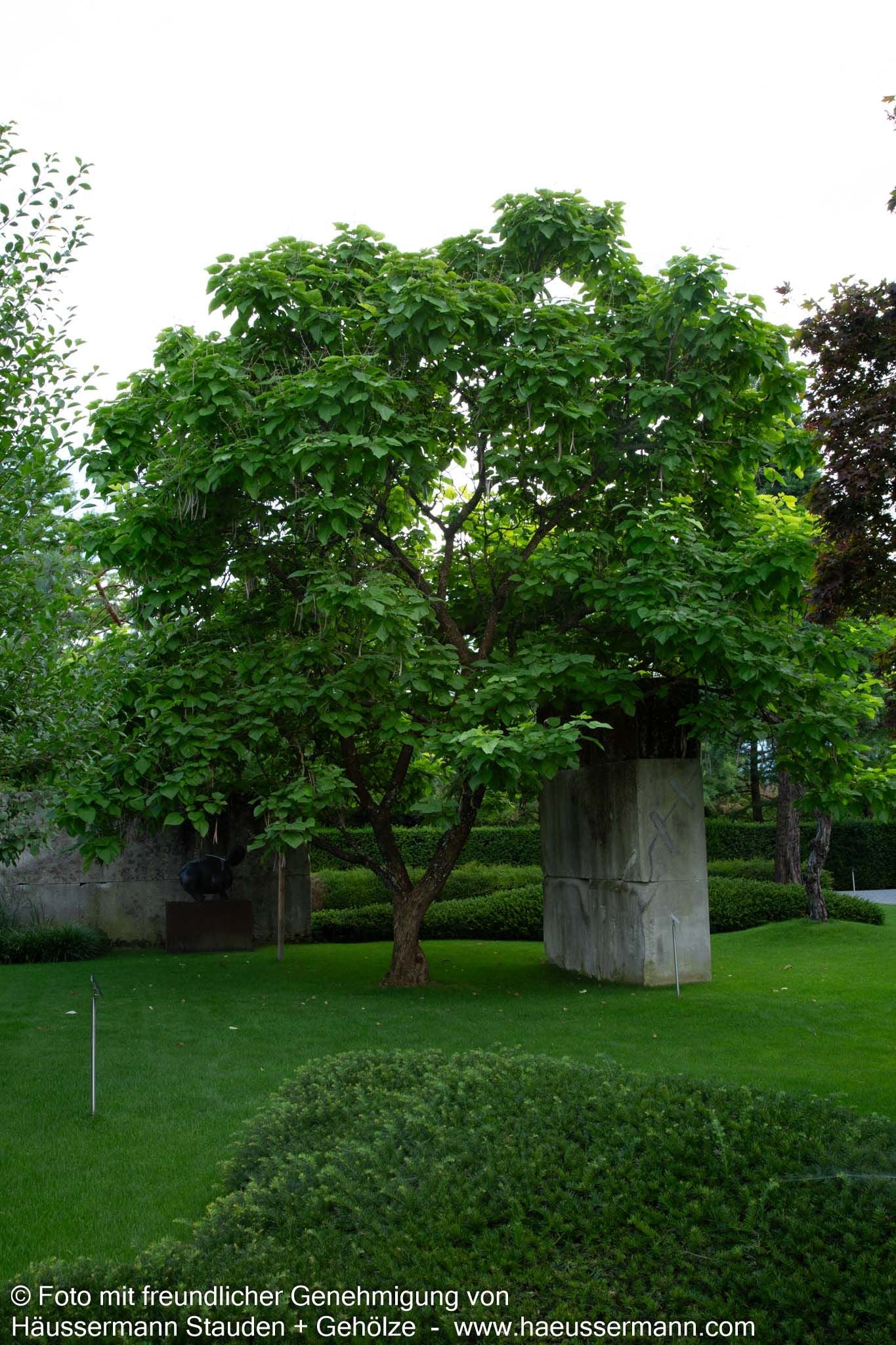 Trompetenbaum (Catalpa bignonioides)