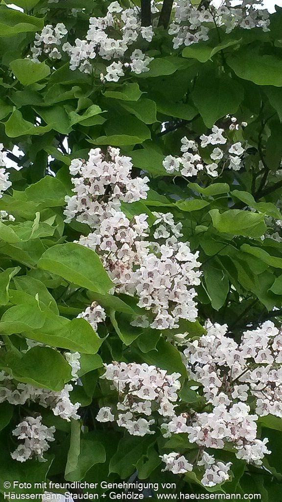 Trompetenbaum (Catalpa bignonioides)