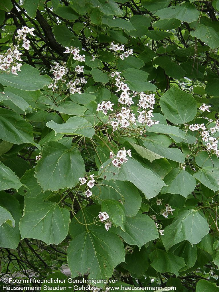 Trompetenbaum (Catalpa bignonioides)