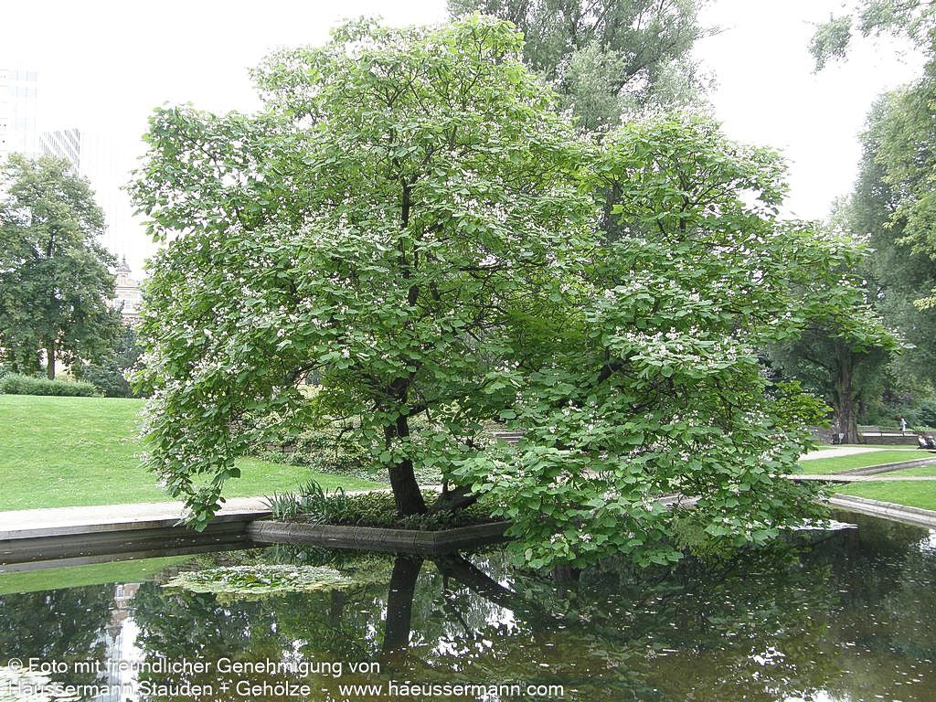 Trompetenbaum (Catalpa bignonioides)