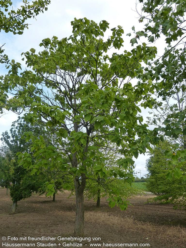 Trompetenbaum (Catalpa bignonioides)