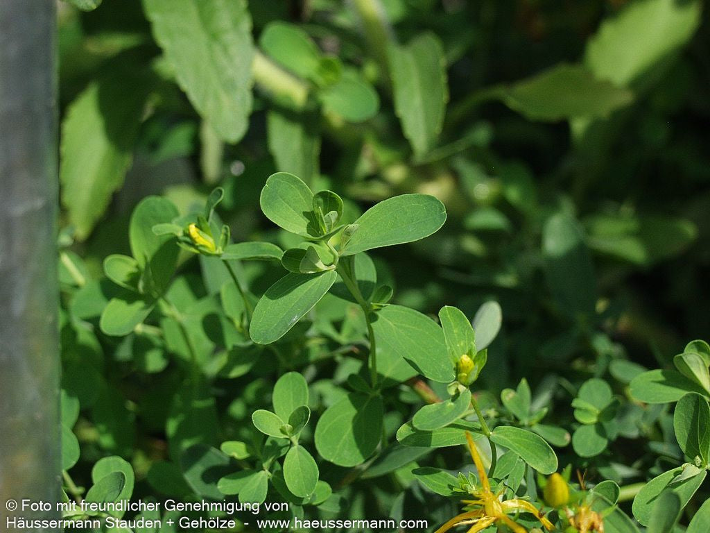 Tüpfel-Johanniskraut 'Topaz' (Hypericum perforatum)