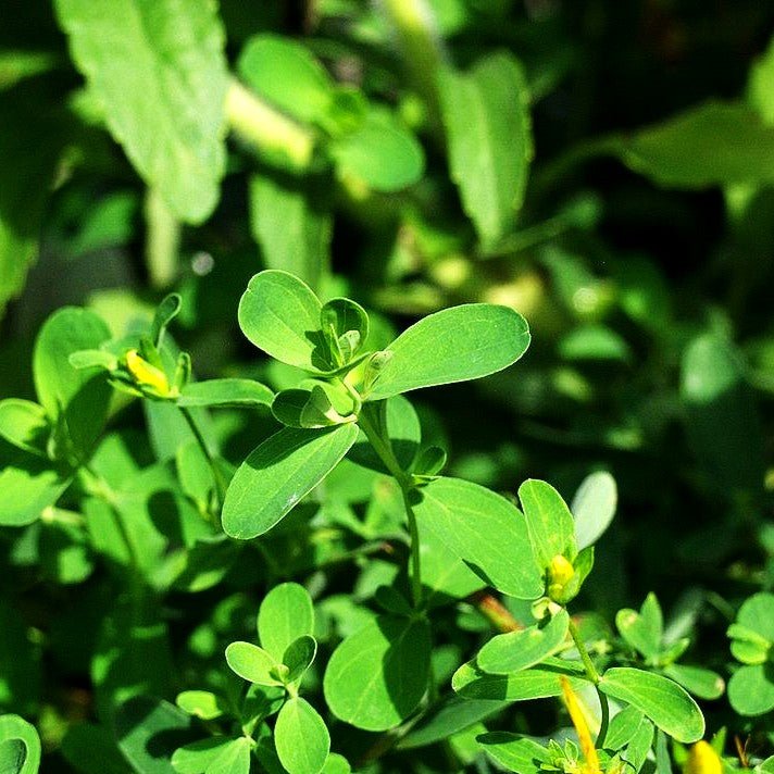 Tüpfel-Johanniskraut 'Topaz' (Hypericum perforatum)