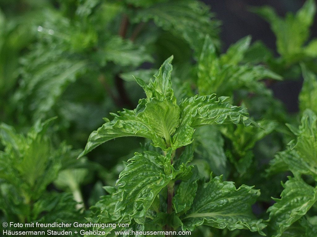 Türkische Minze 'Nane' (Mentha spicata)