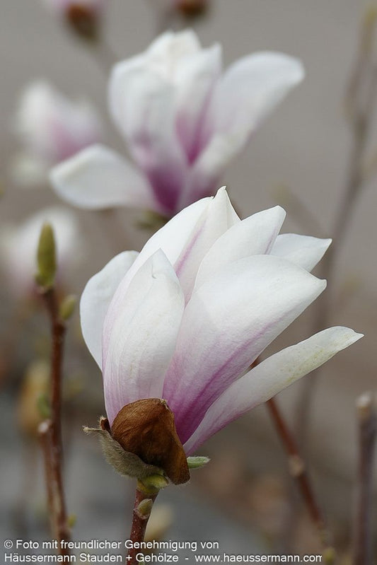 Tulpen-Magnolie 'Alba Superba' (Magnolia x soulangiana)