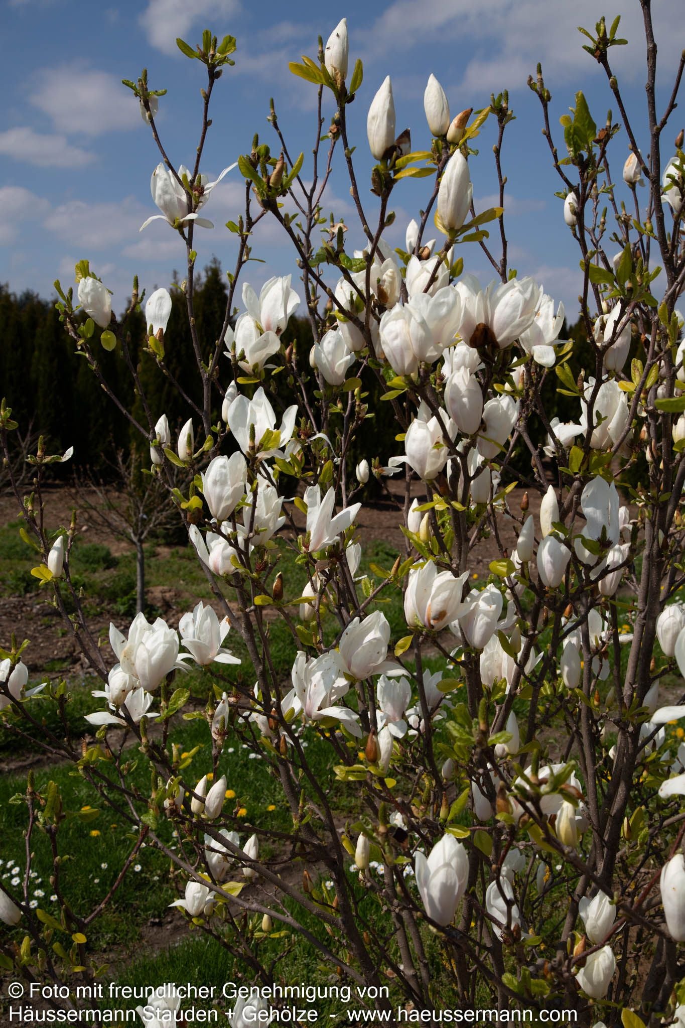 Tulpen-Magnolie 'Alba Superba' (Magnolia x soulangiana)