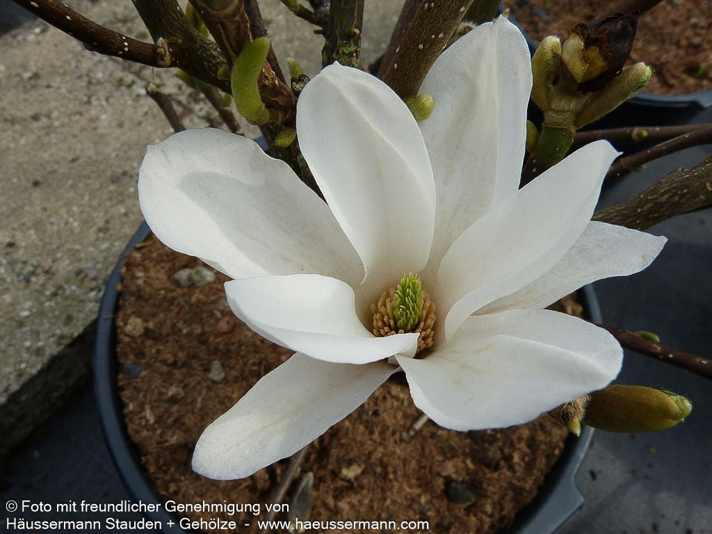 Tulpen-Magnolie 'Alba Superba' (Magnolia x soulangiana)
