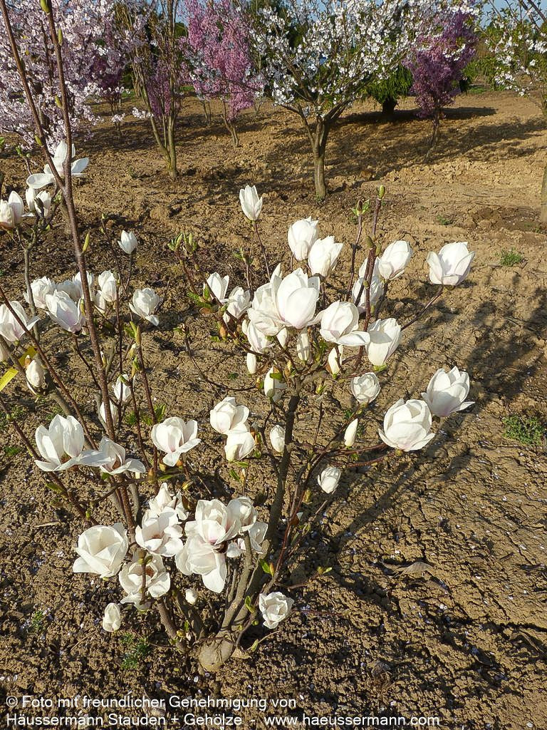 Tulpen-Magnolie 'Alba Superba' (Magnolia x soulangiana)