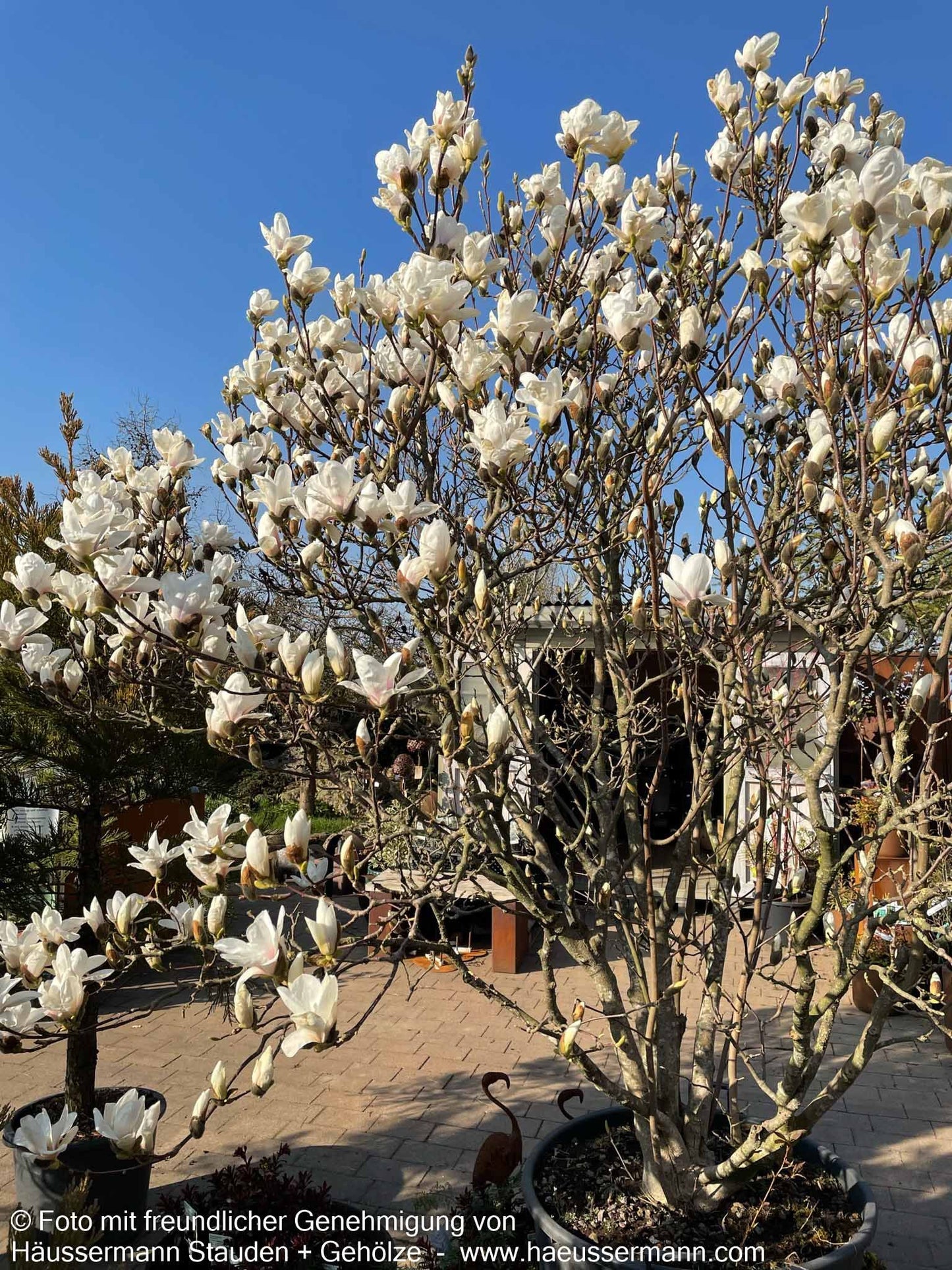 Tulpen-Magnolie 'Alba Superba' (Magnolia x soulangiana)
